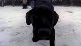 Dog Park